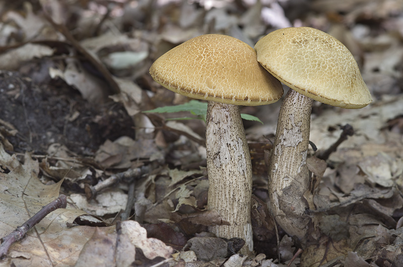 Leccinum crocipodium